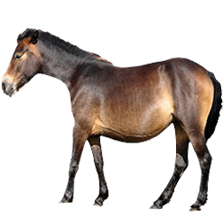 Exmoor Pony