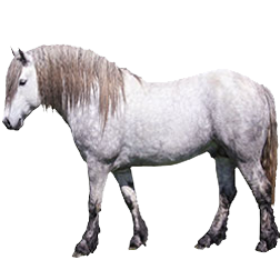 Highland Pony