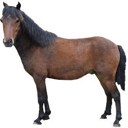 Kerry Bog Pony