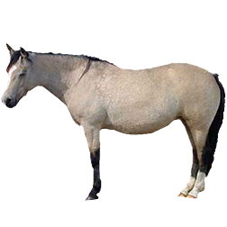 Lundy Pony