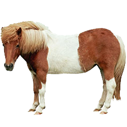 Shetland Pony