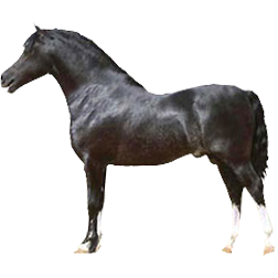 Welsh Pony / Cob Pony