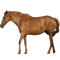 Belorussian Harness Horse