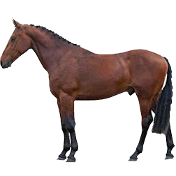 Cleveland Bay Horse
