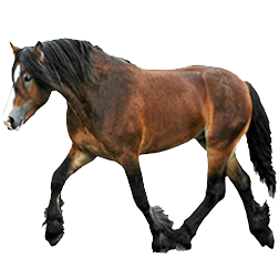 Dolahest Horse