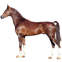 Dutch Harness Horse