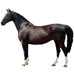 East Freisian Horse