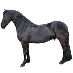 Freisian Horse