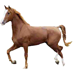 Gelderlander Horse