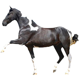 Georgian Grande Horse