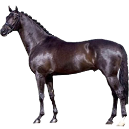 Groningen Horse