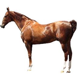 Hackney Horse