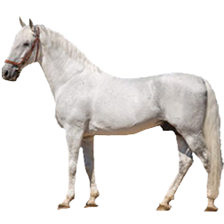 Kladruber Horse