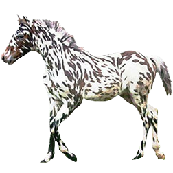 Knabstrup Horse