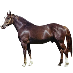 Latvian Harness Horse