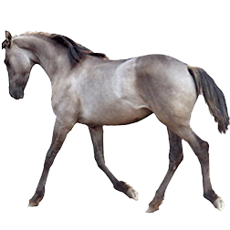 Moriesian Horse