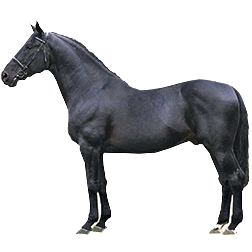 Nonius Horse