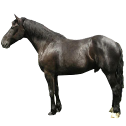 Norman Horse / Normandy Cob Horse