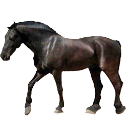Vlaamperd Horse