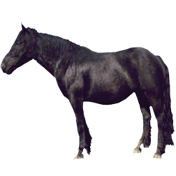 Abtenauer Draft Horse