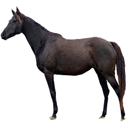 Andravida Draft Horse