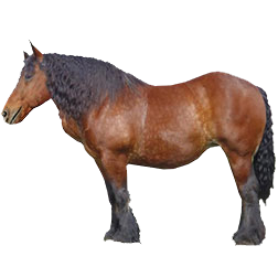 Ardennes Draft Horse
