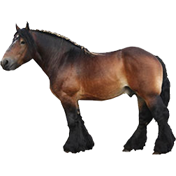 Auxios Draft Horse