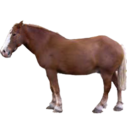 Belgian Draft Horse