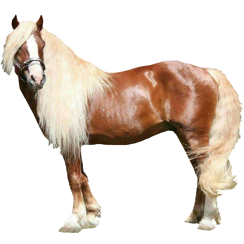 Black Forest Draft Horse