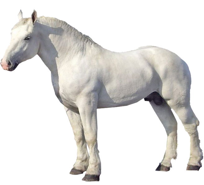 Boulonnais Draft Horse