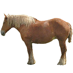 Breton Draft Horse