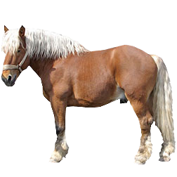 Comtois Draft Horse