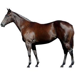 Danubian Draft Horse