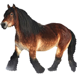 Dutch Heavy Draft Horse