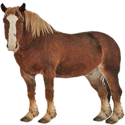 Estonian Draft Horse