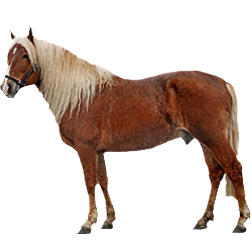 Finnish Draft Horse