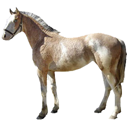 Frances-Montagnes Draft Horse