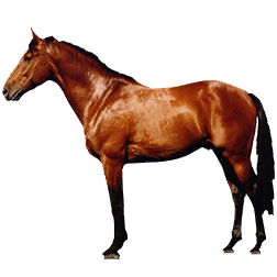 Freiberger Draft Horse