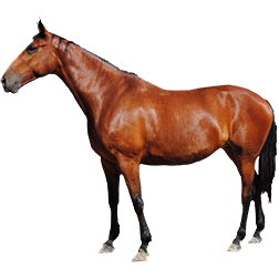 Furioso North Star Draft Horse
