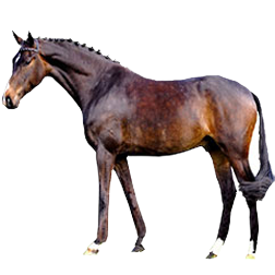 German Warmblood Draft