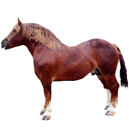Italian Heavy Draft Horse