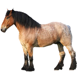 Jutland Draft Horse