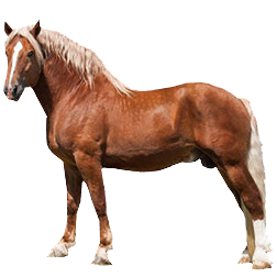 Lithuanian Heavy Draft Horse