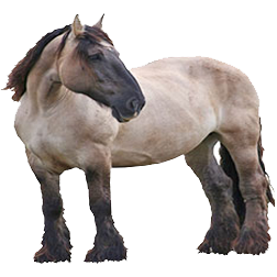 Mulassier Draft Horse
