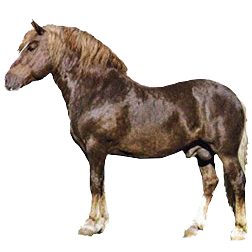 Murakozi Draft Horse