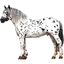 Noriker Stallion Draft Horse