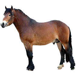 North Swedish Draft Horse