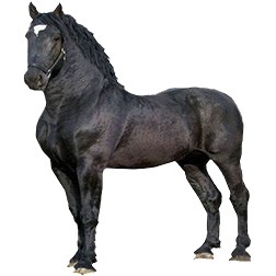 Percheron Draft Horse