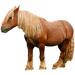 Poitevin Draft Horse