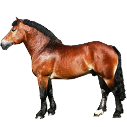 Rhineland Draft Horse